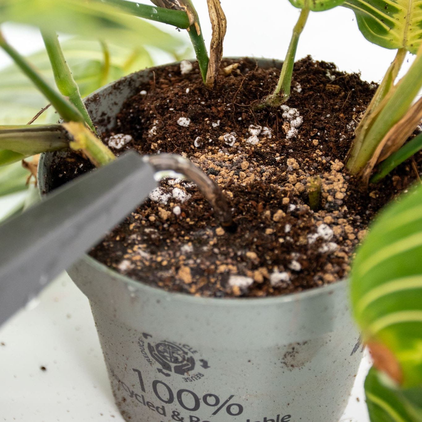 Alimento BIO de Liberación Lenta para Plantas Tropicales