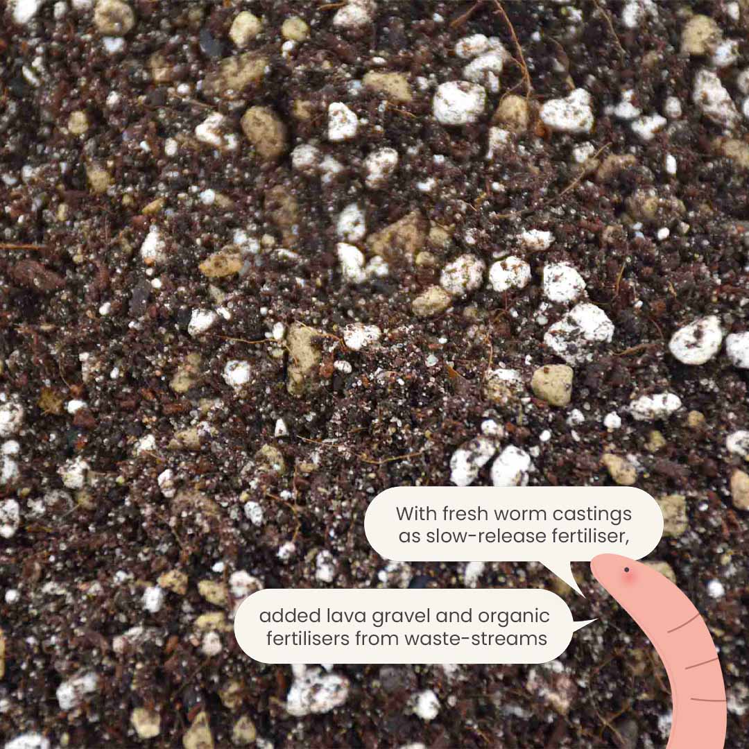 Cacti & Succulent Mix