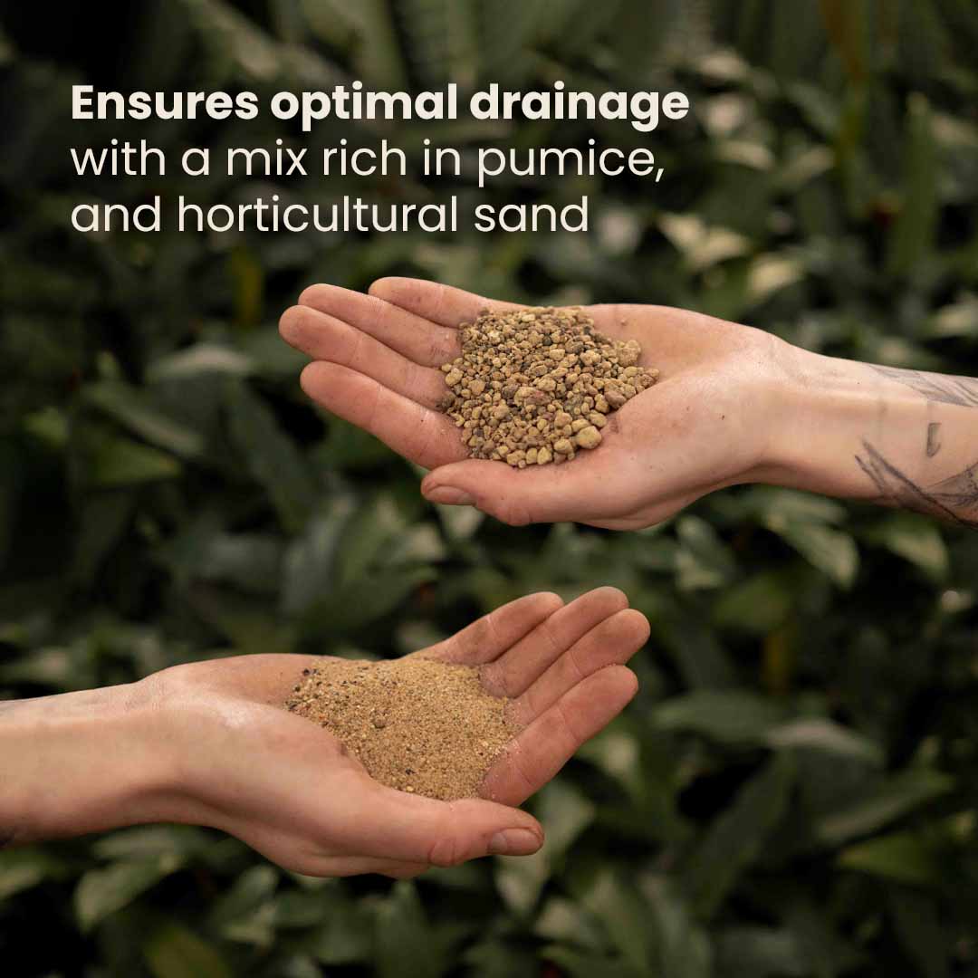 Cacti & Succulent Mix