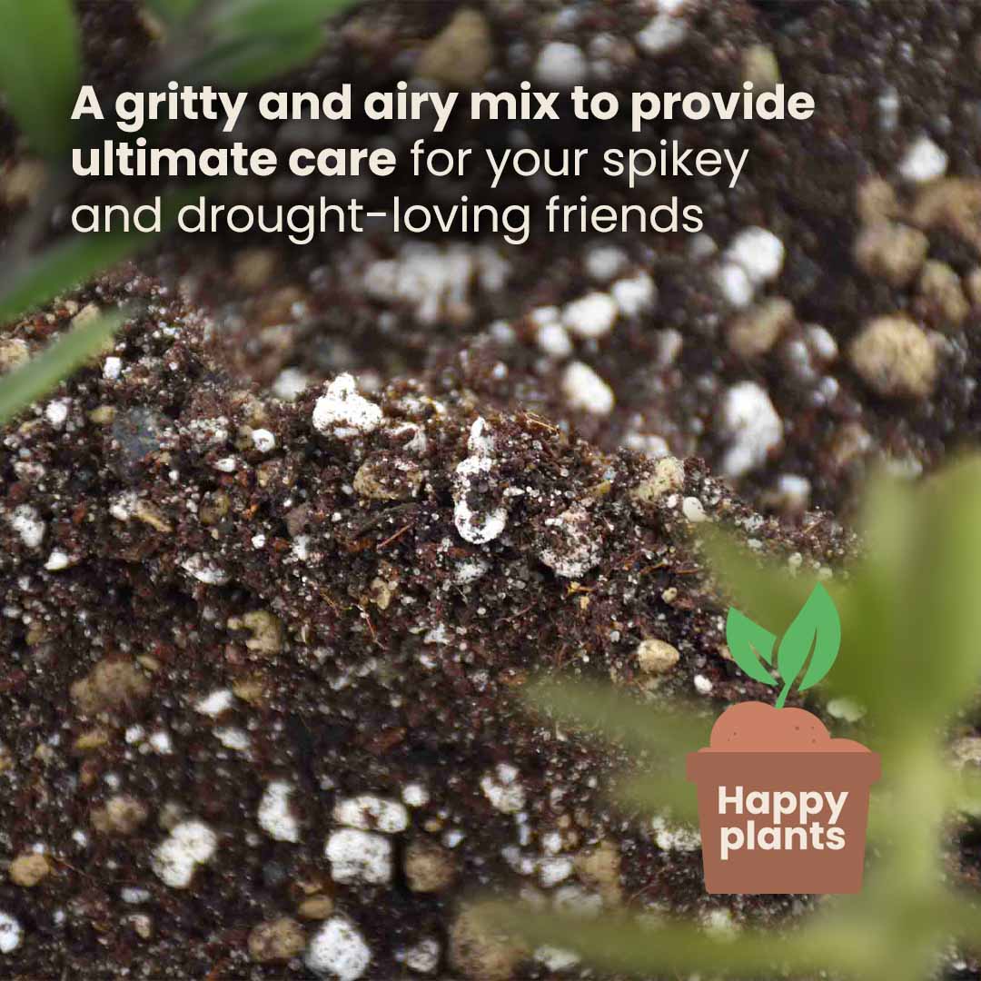 Cacti & Succulent Mix