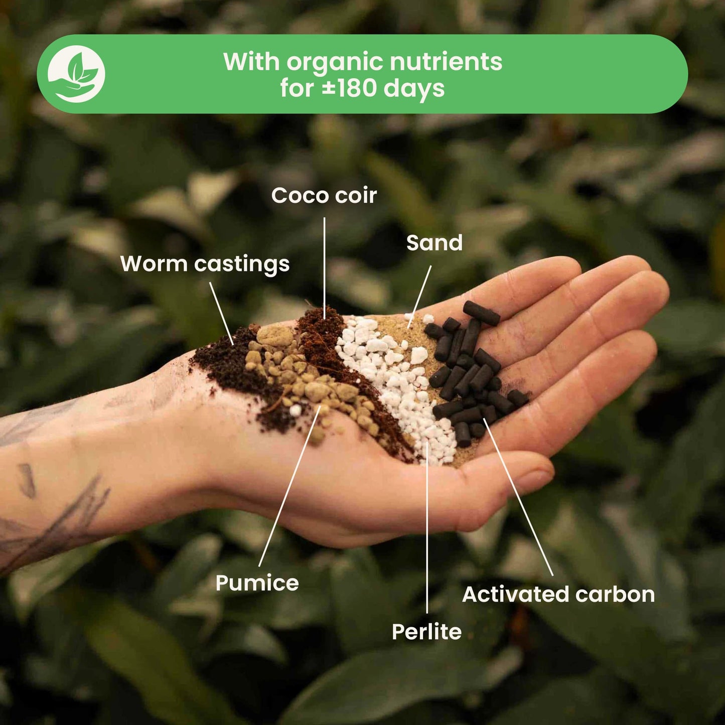 Cacti & Succulent Mix