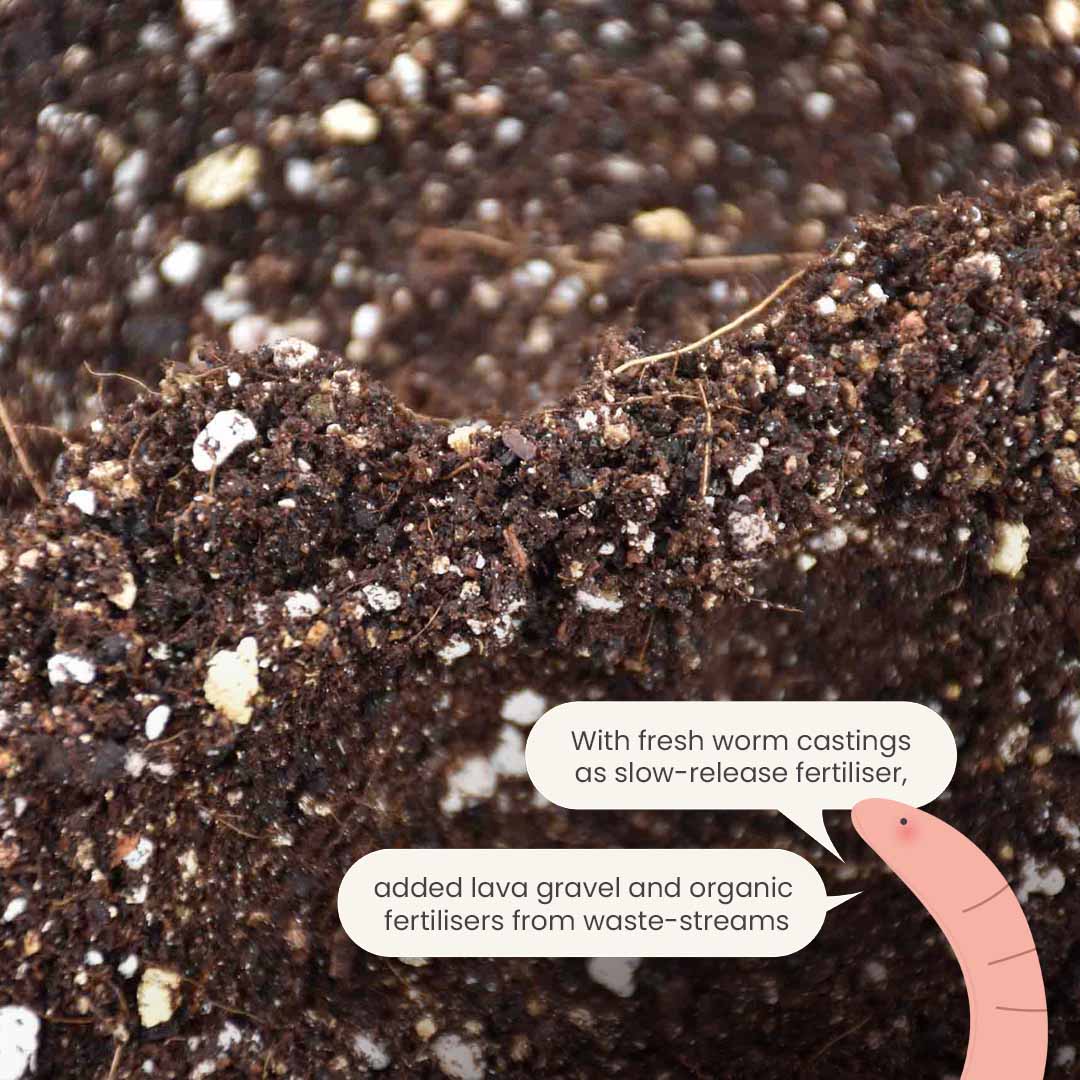 Mezcla de Calathea y Maranta