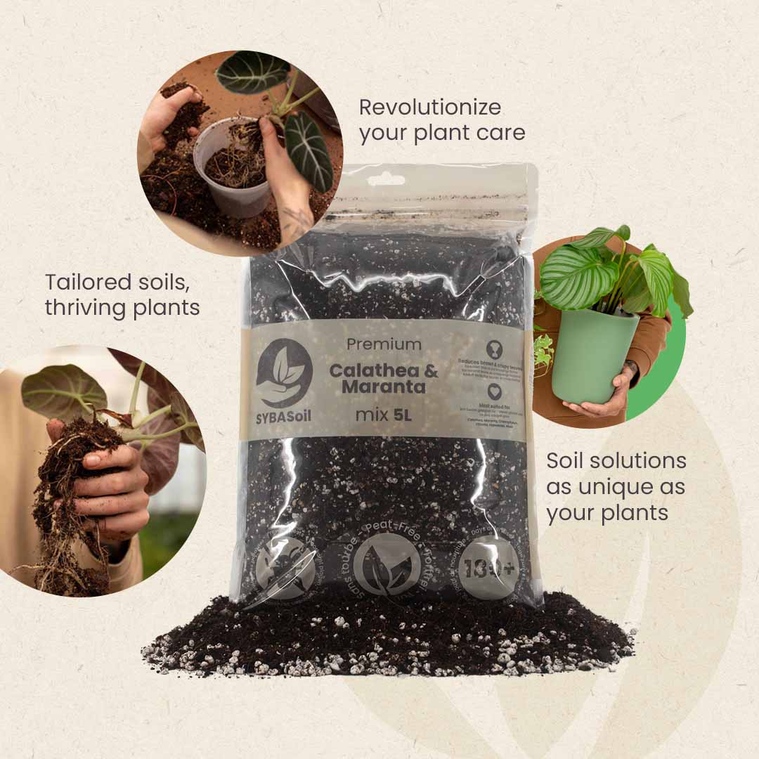 Mezcla de Calathea y Maranta