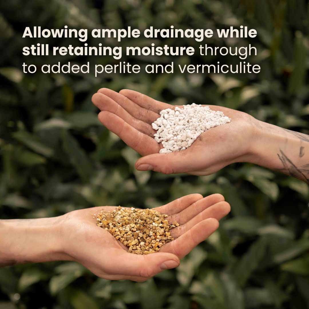 Mezcla de Calathea y Maranta