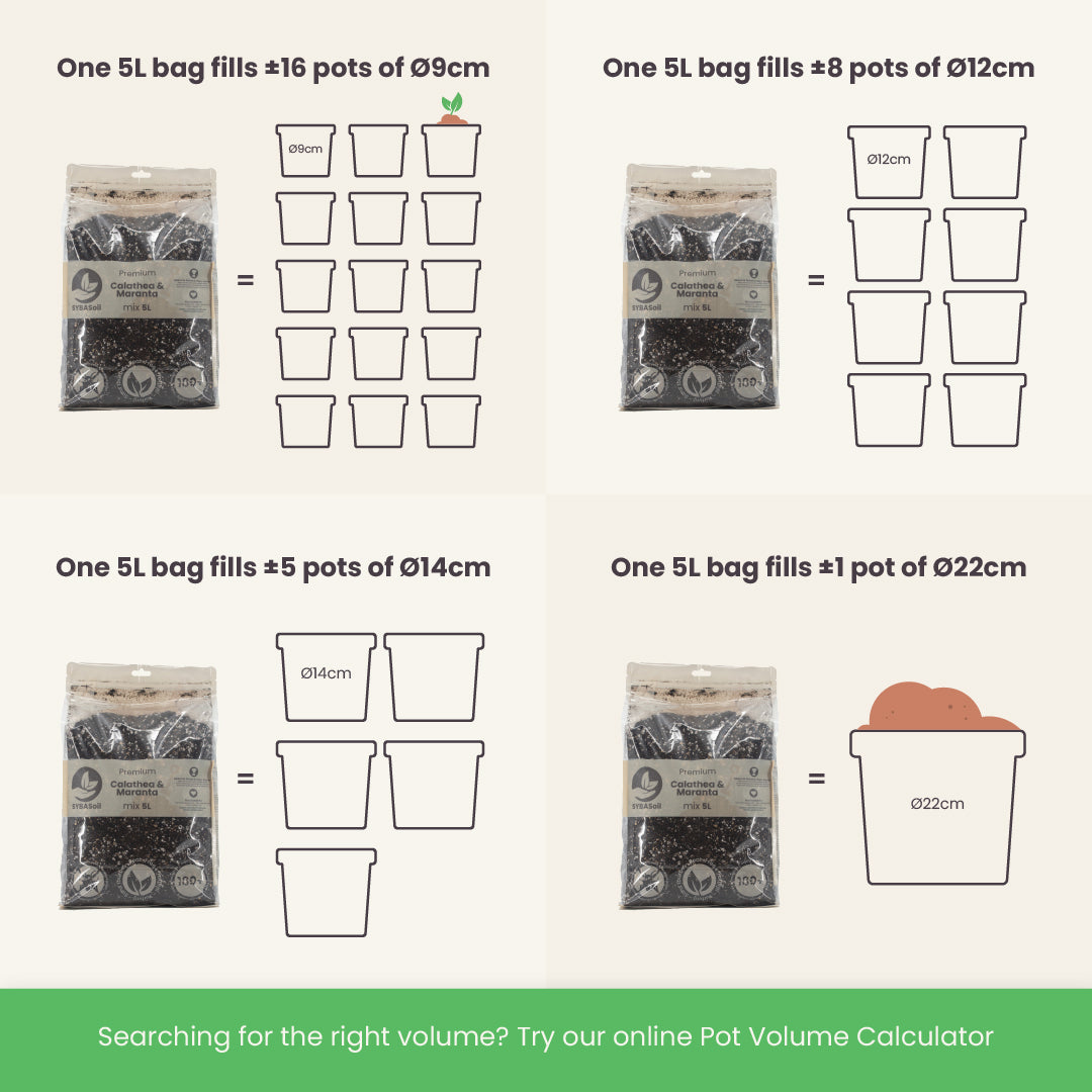 Mezcla de Calathea y Maranta