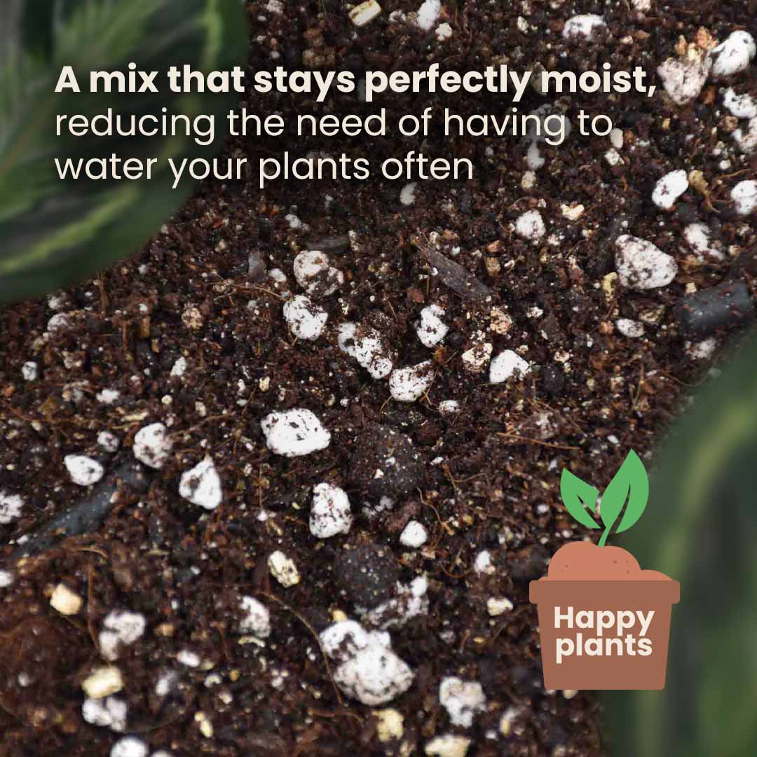 Mezcla de Calathea y Maranta