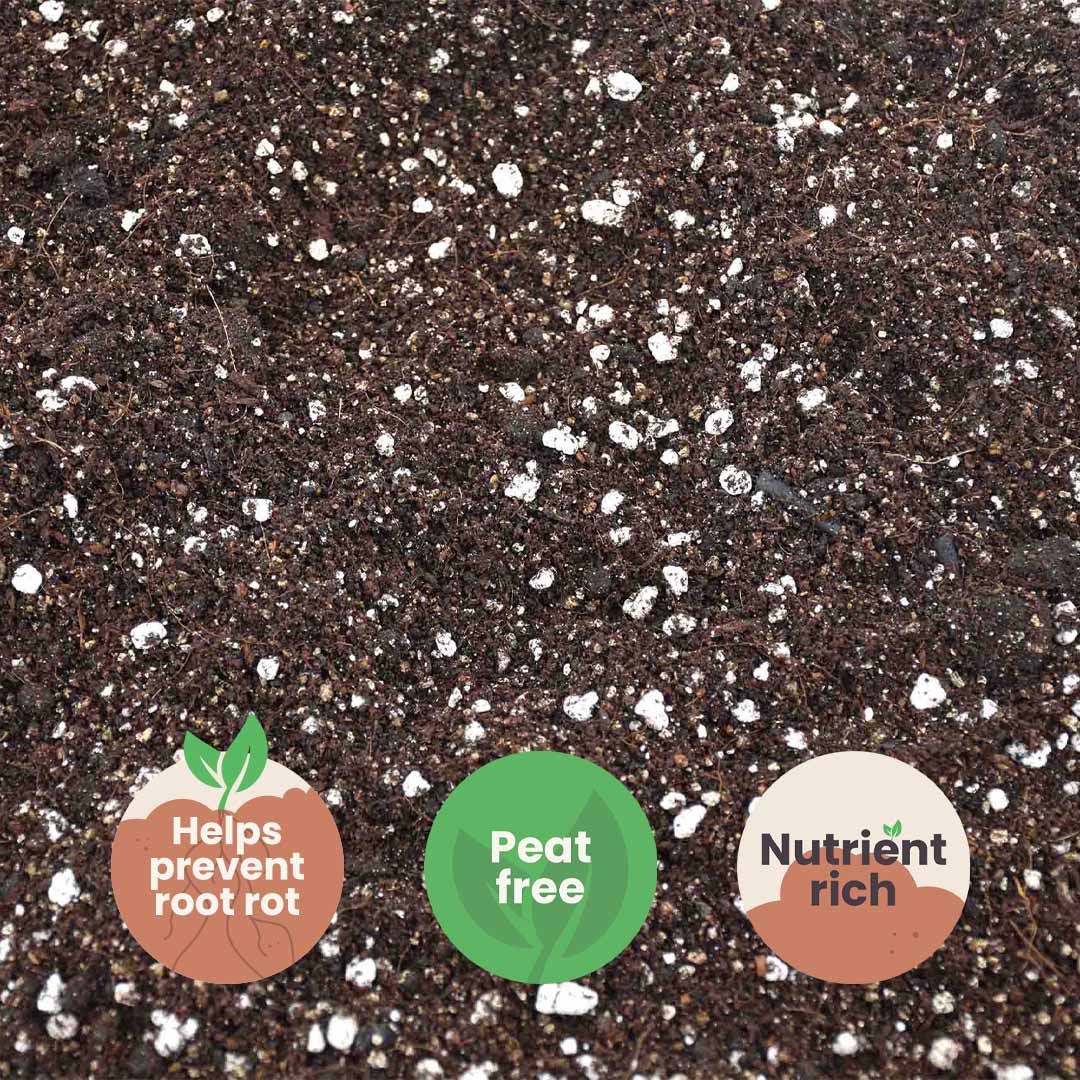 Mezcla de Calathea y Maranta