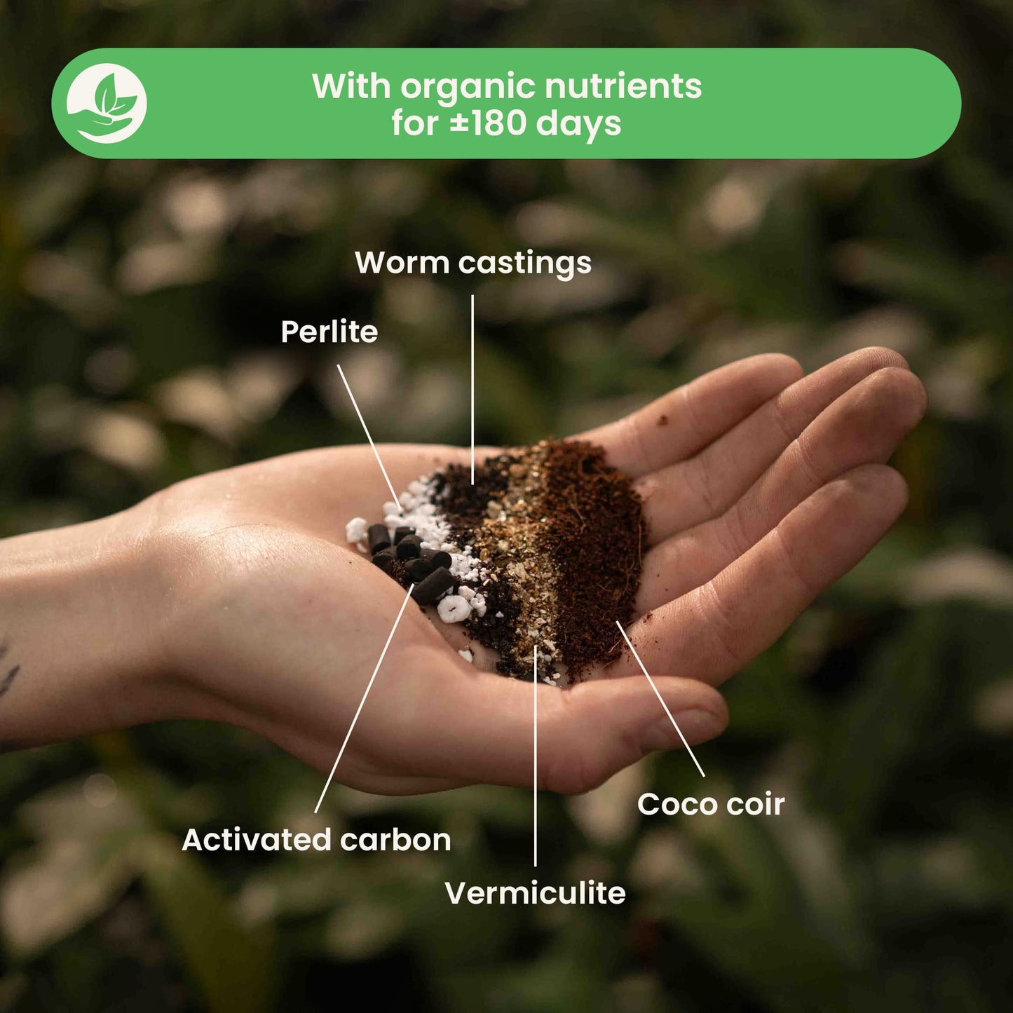 Mezcla de Calathea y Maranta