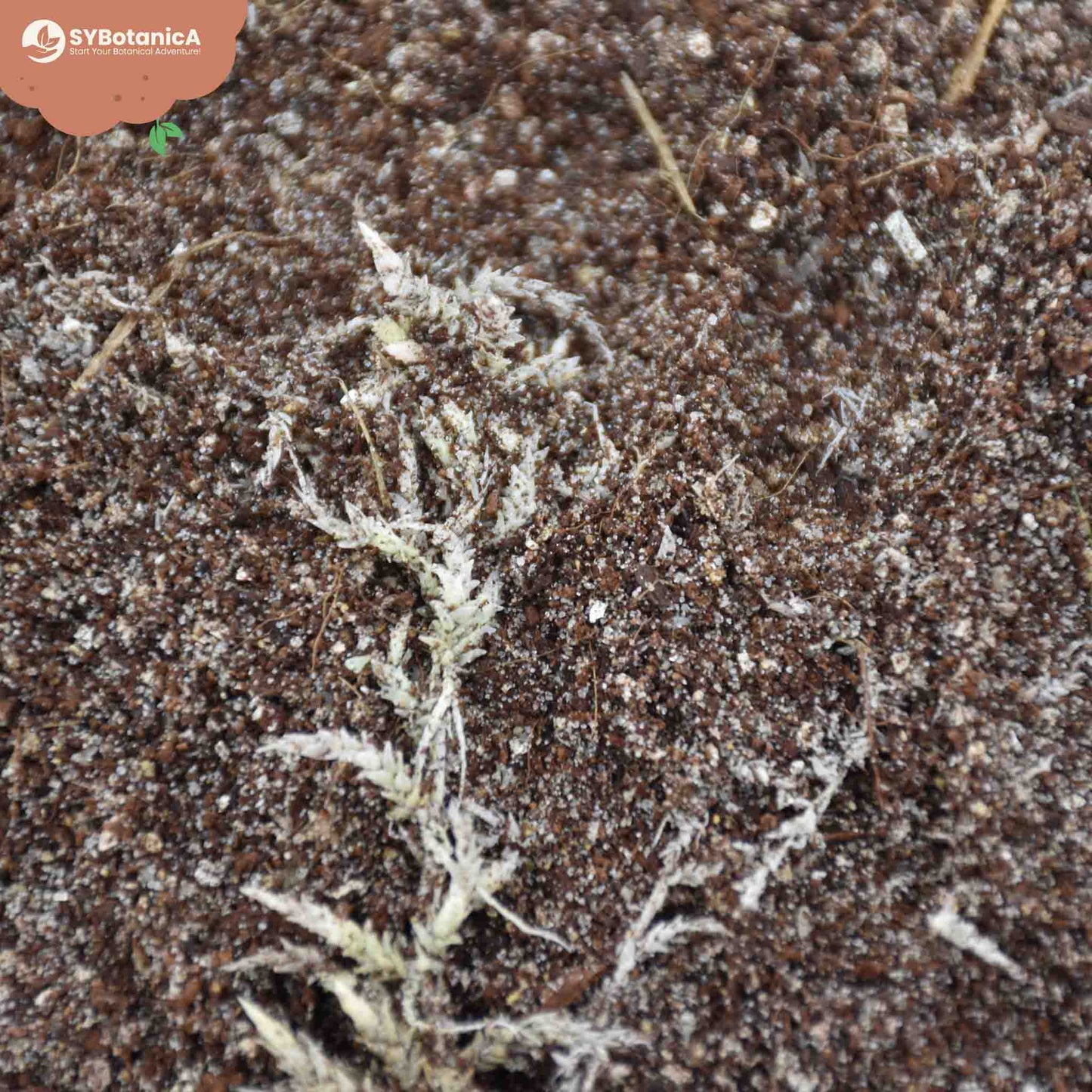 Mezcla para carnívoras