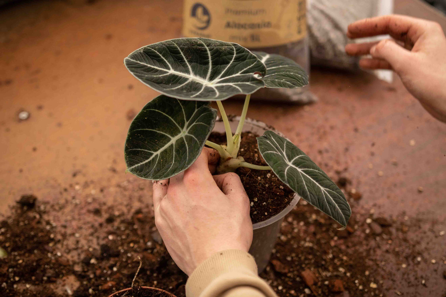 Paquete DIY de mezcla para selva tropical