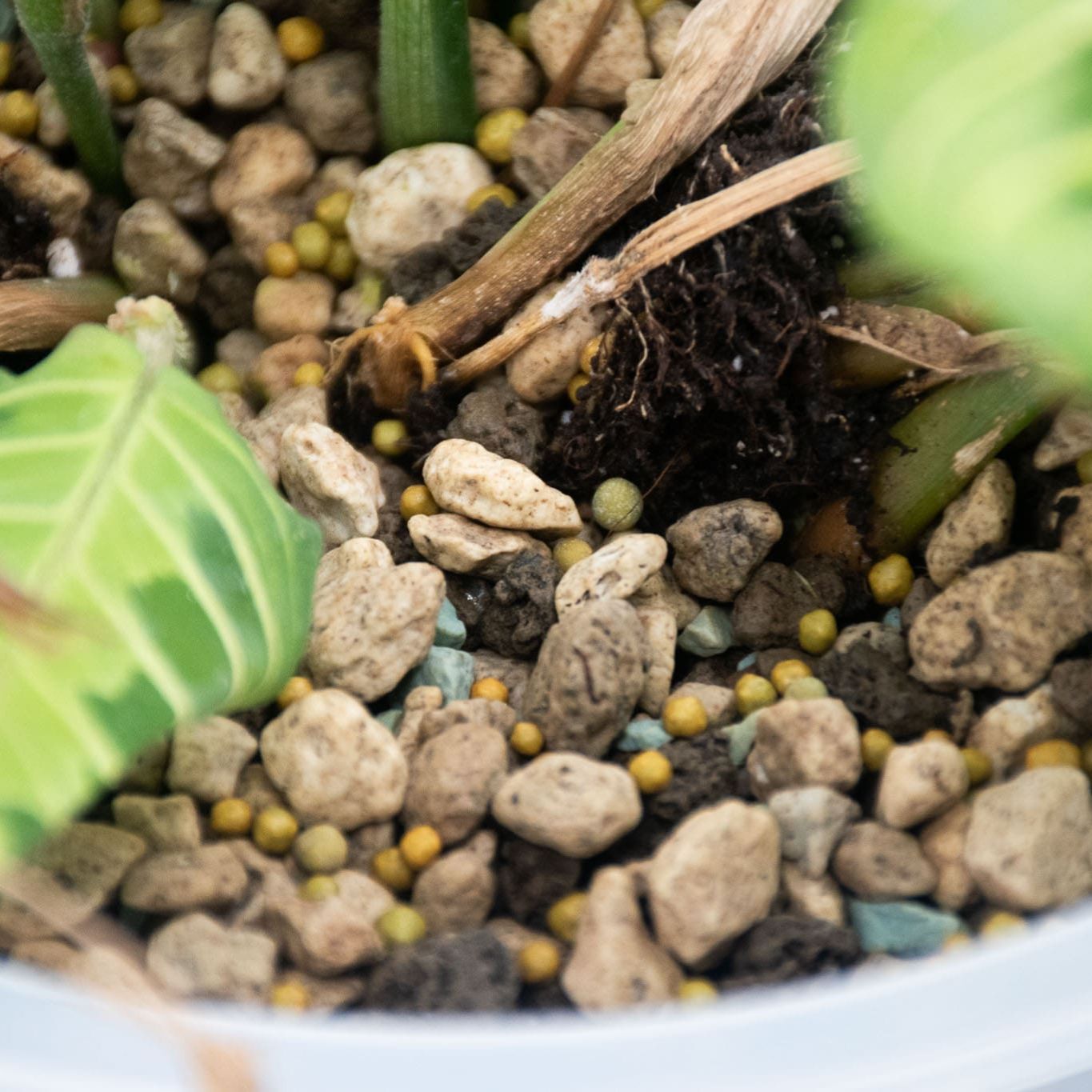 Alimento de Liberación Lenta para Cactus