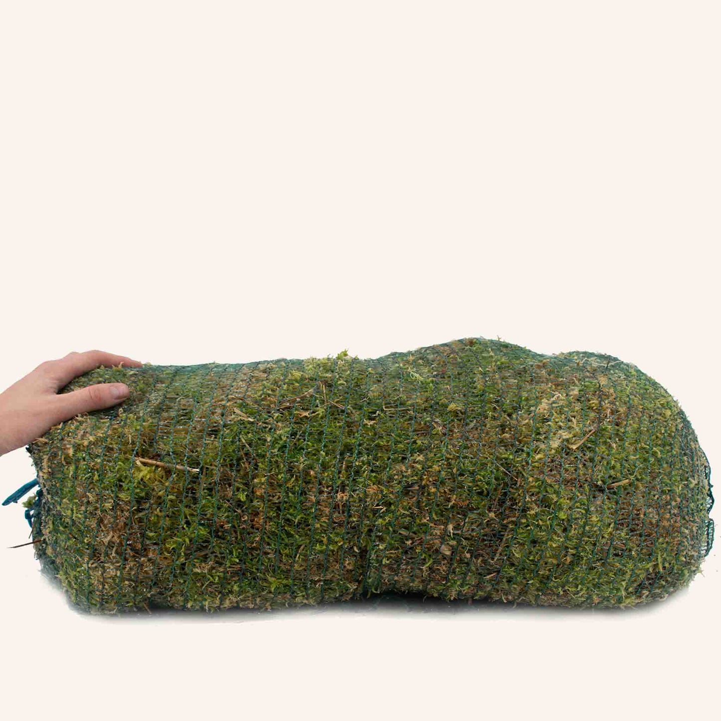 Musgo sphagnum