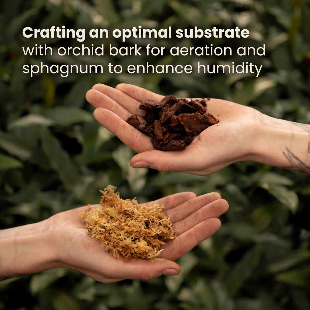 Mezcla para orquídeas