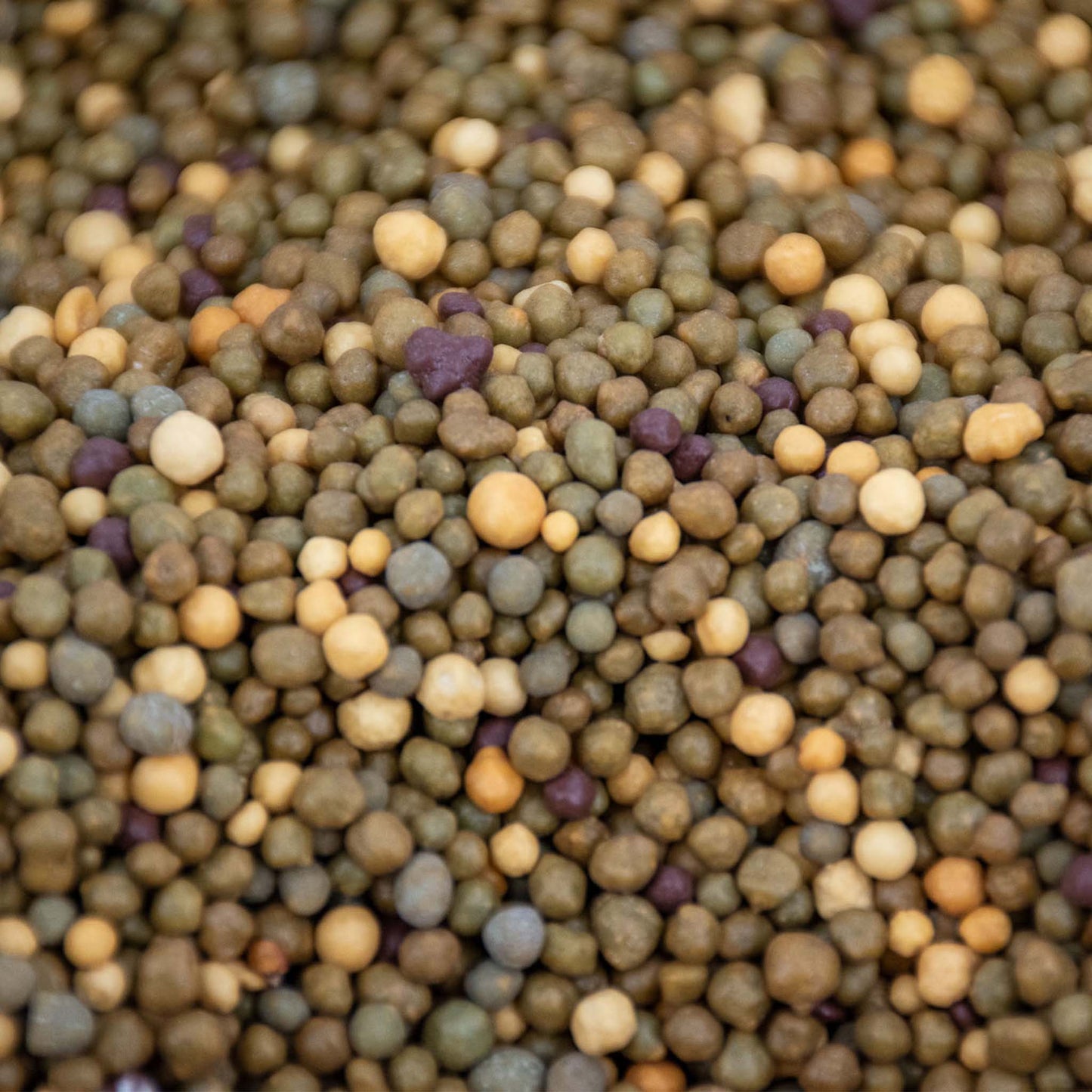 Alimento de Liberación Lenta para Cactus