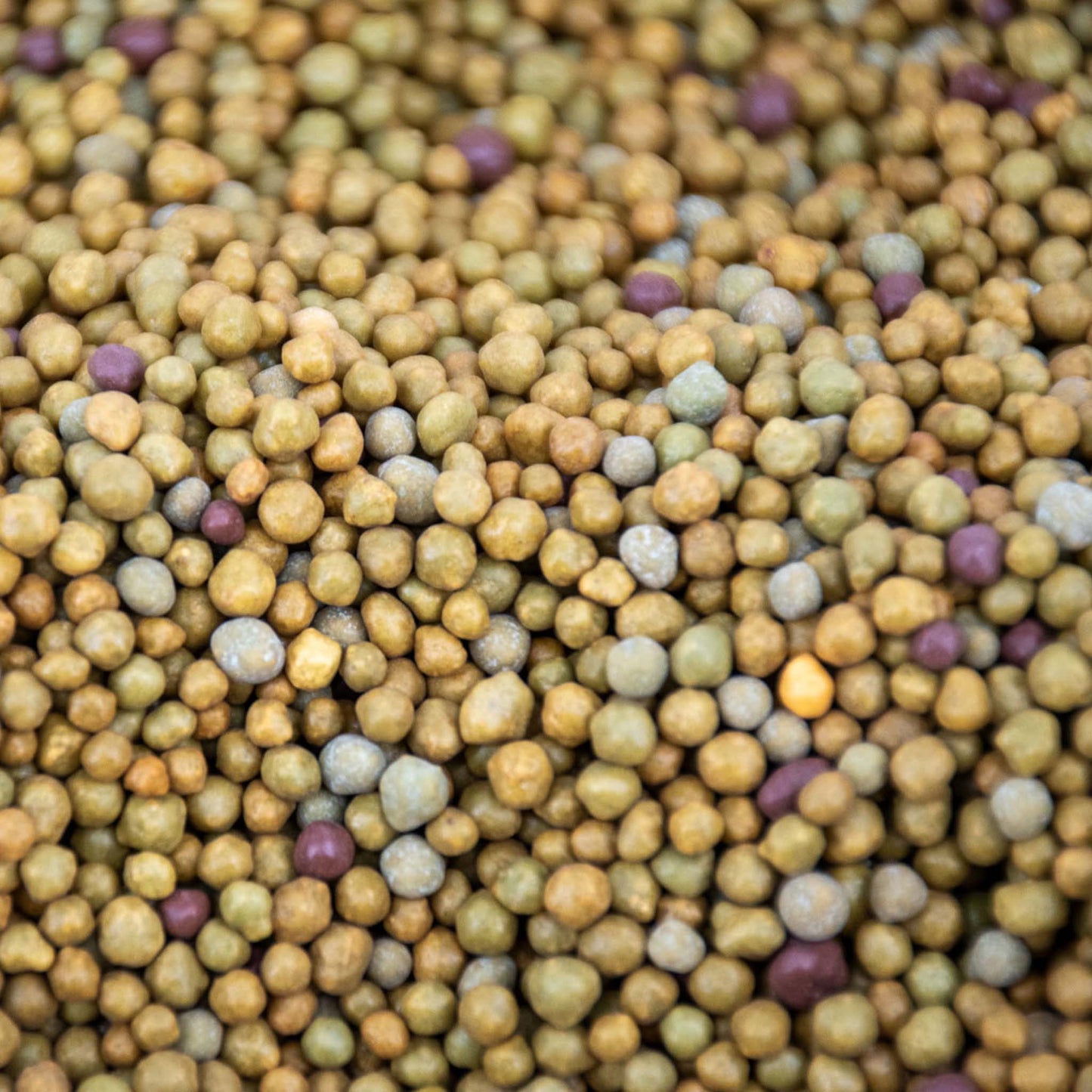 Alimento de Liberación Lenta para Plantas Tropicales