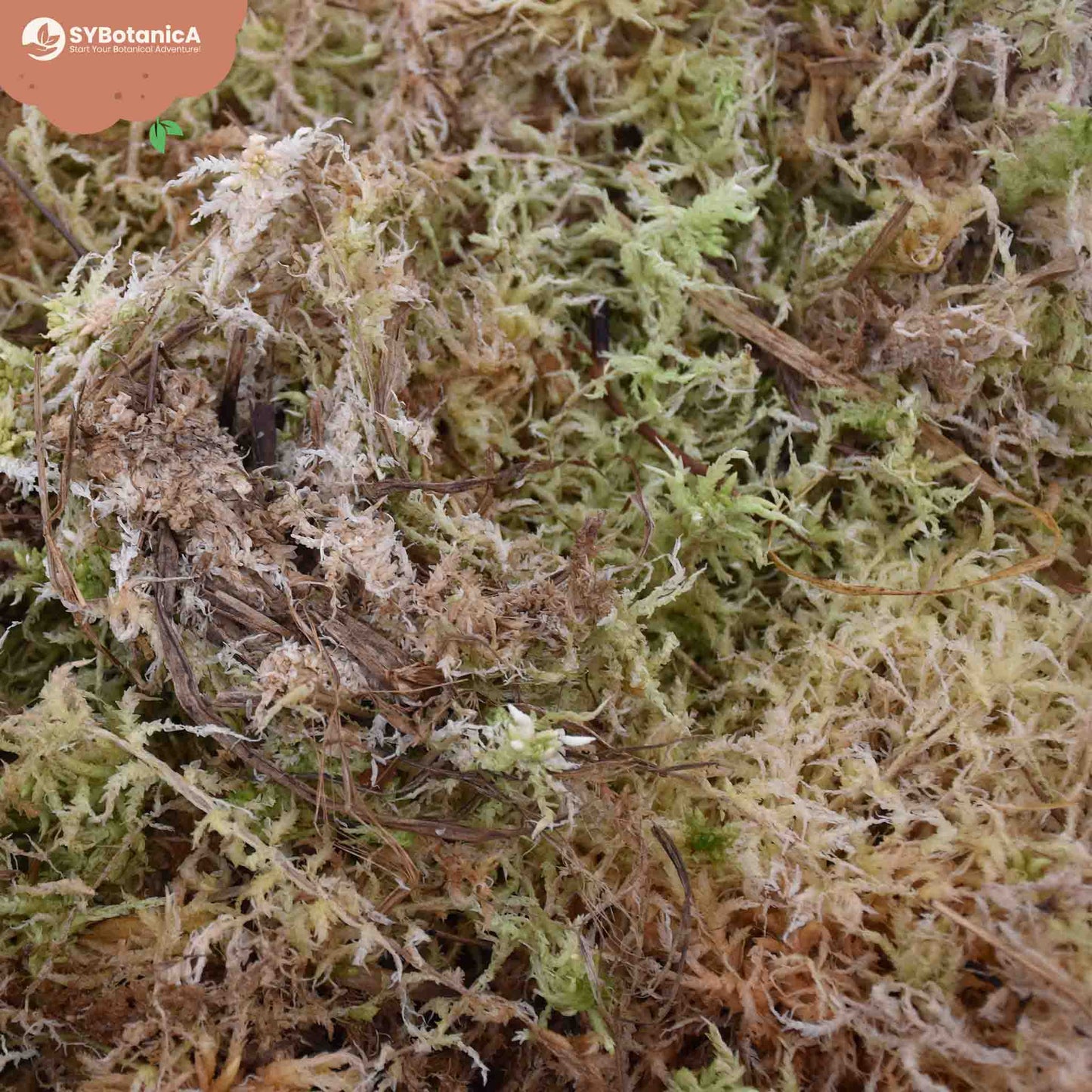 Musgo sphagnum