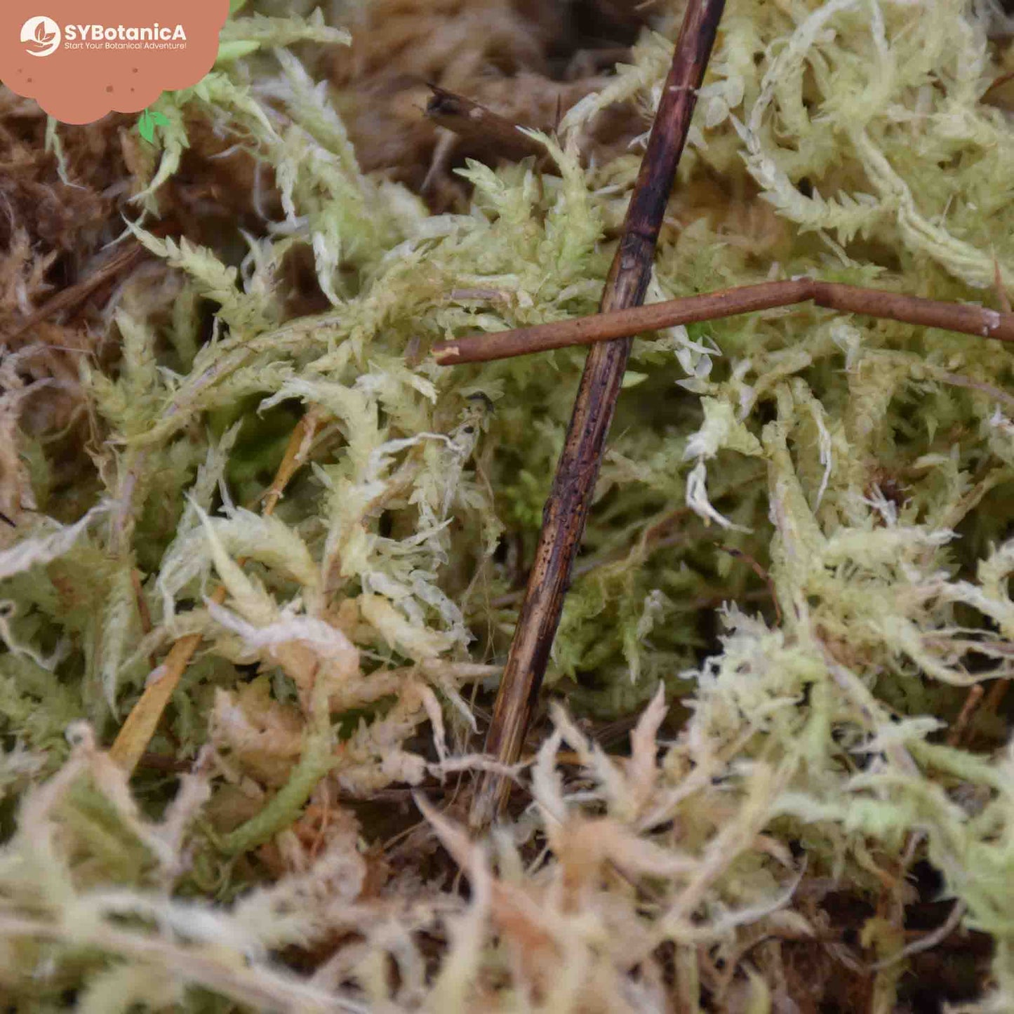 Musgo sphagnum