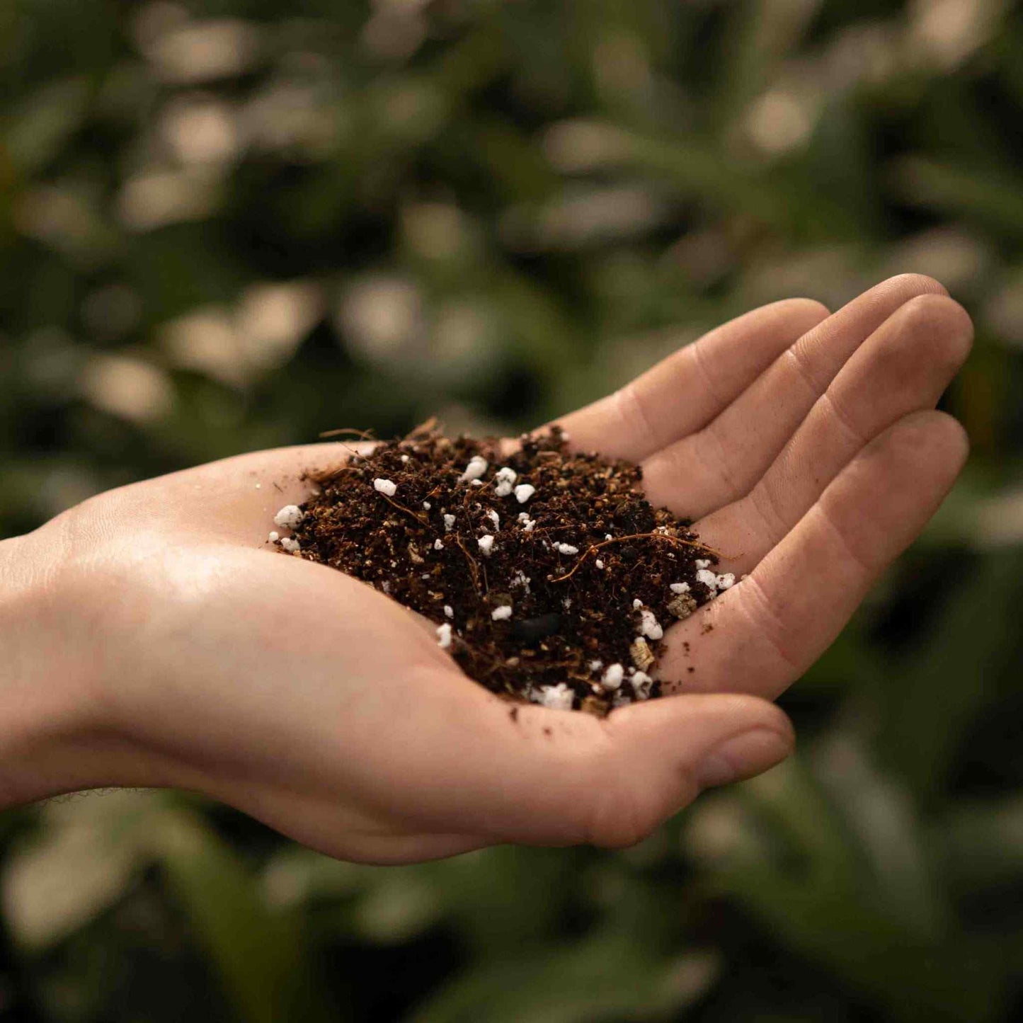Mezcla de Calathea y Maranta