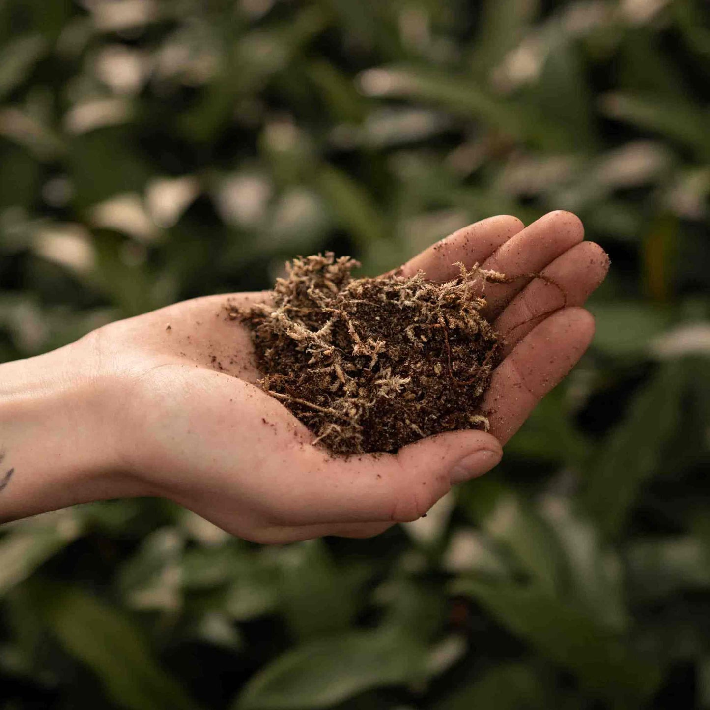 Mezcla para carnívoras