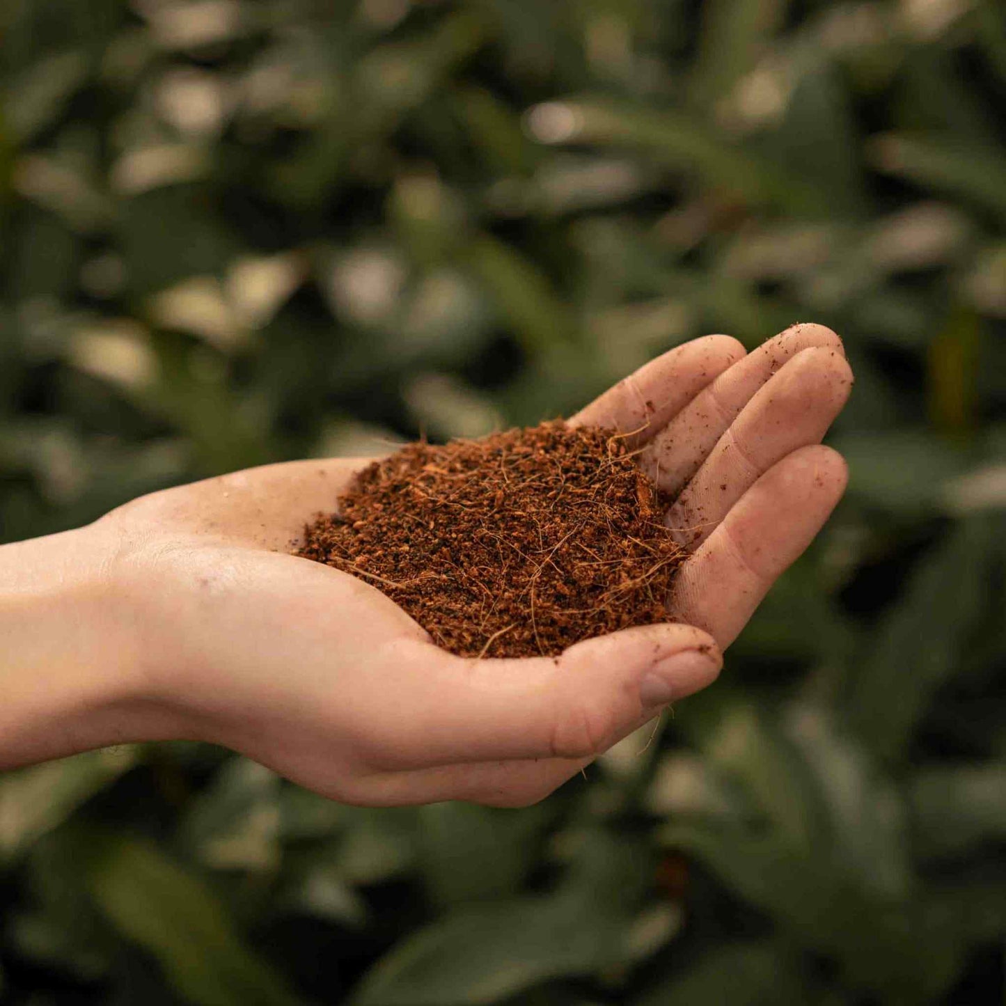 Fibra de coco sustrato