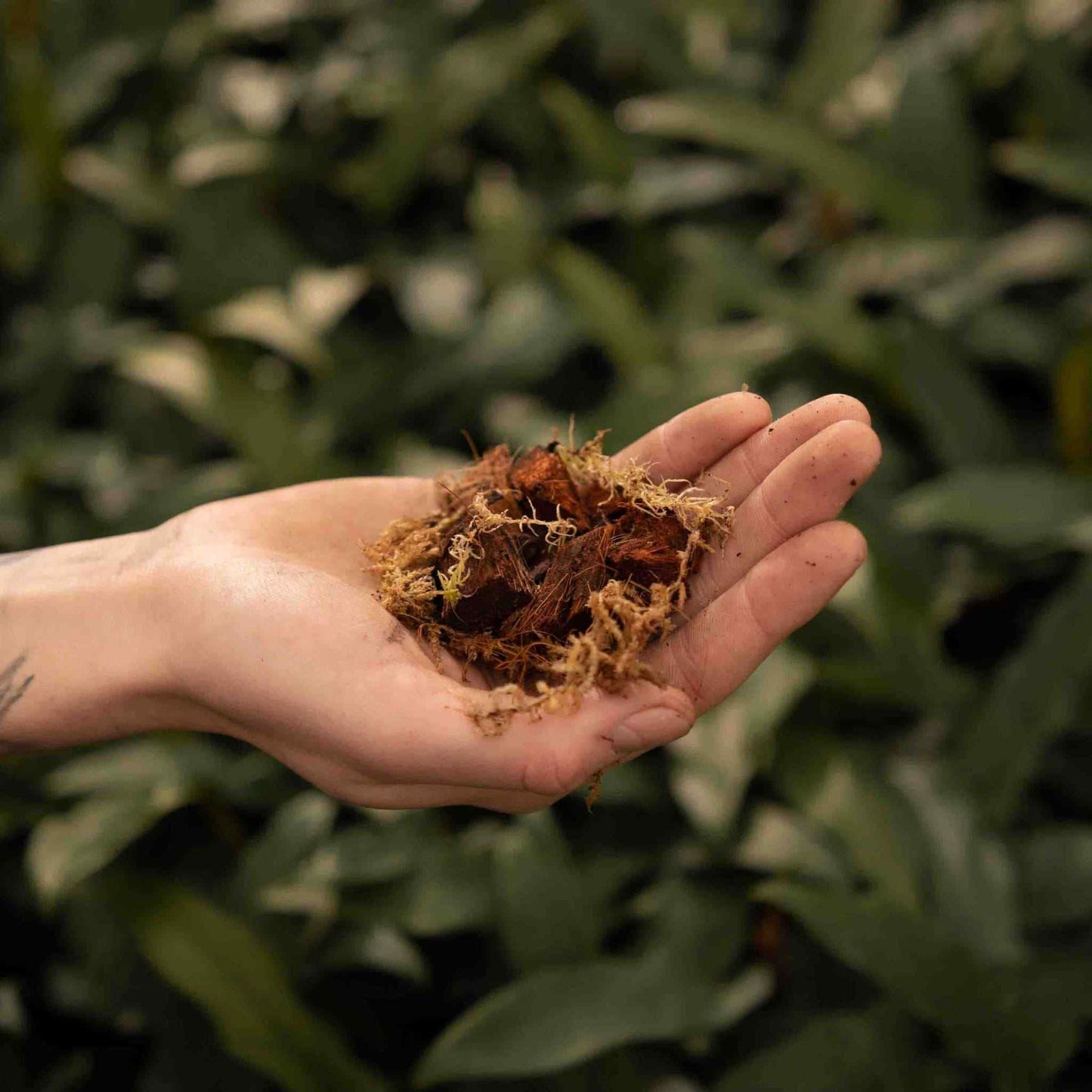 Mezcla para orquídeas