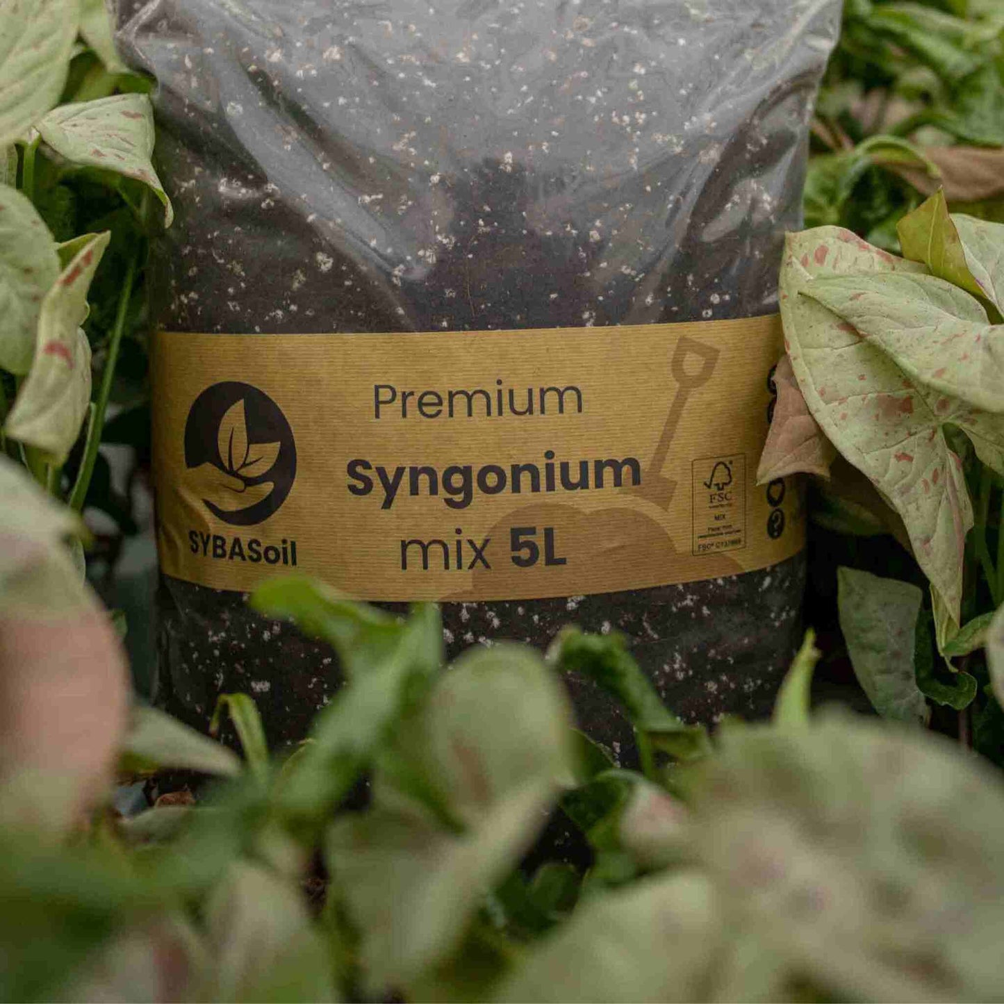 Mezcla de Syngonium