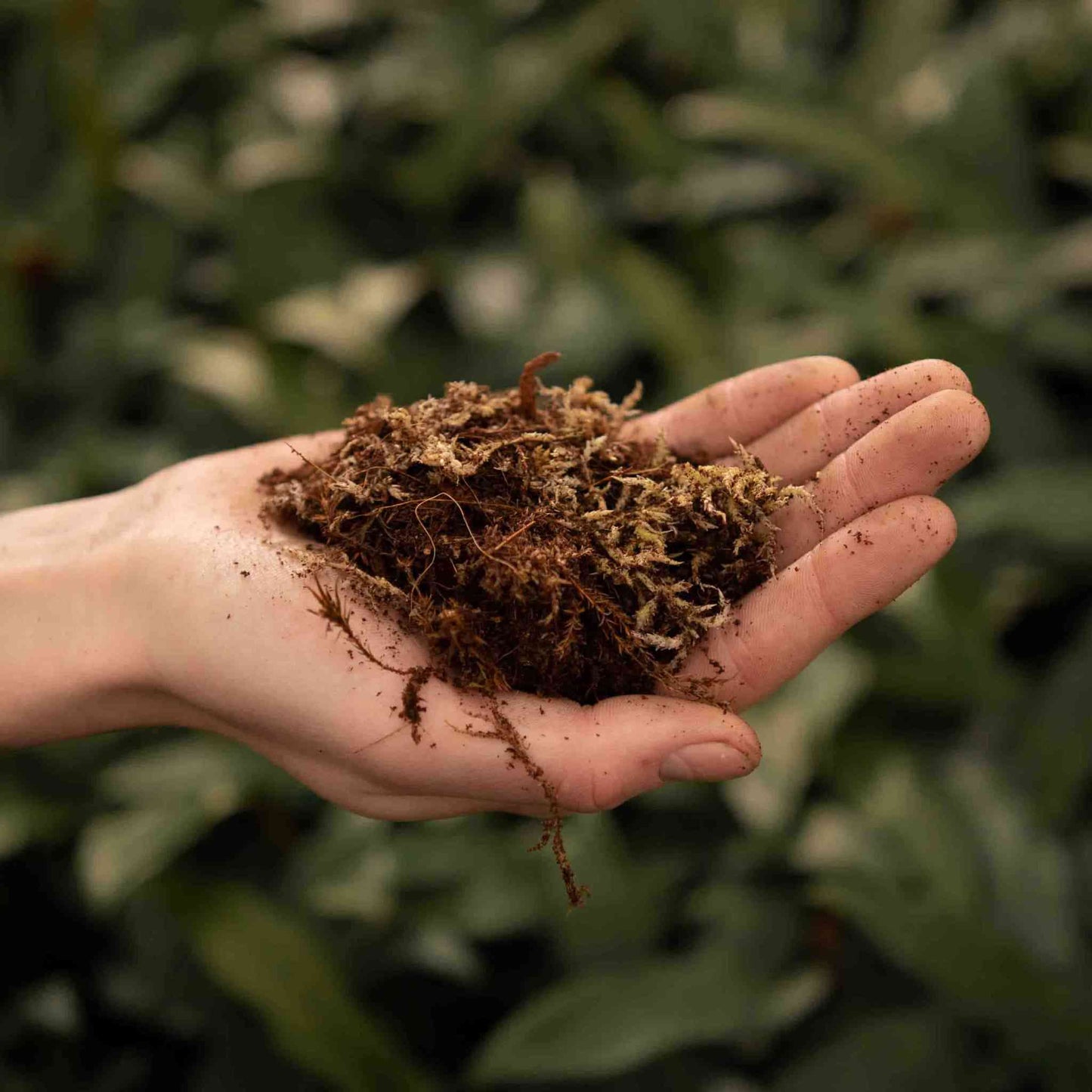 Mezcla para terrario