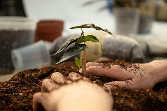 7 Reasons Why Your Plant Hates the Soil You’re Using (And Why 55.000+ Plant Lovers Switched To This New Alternative)