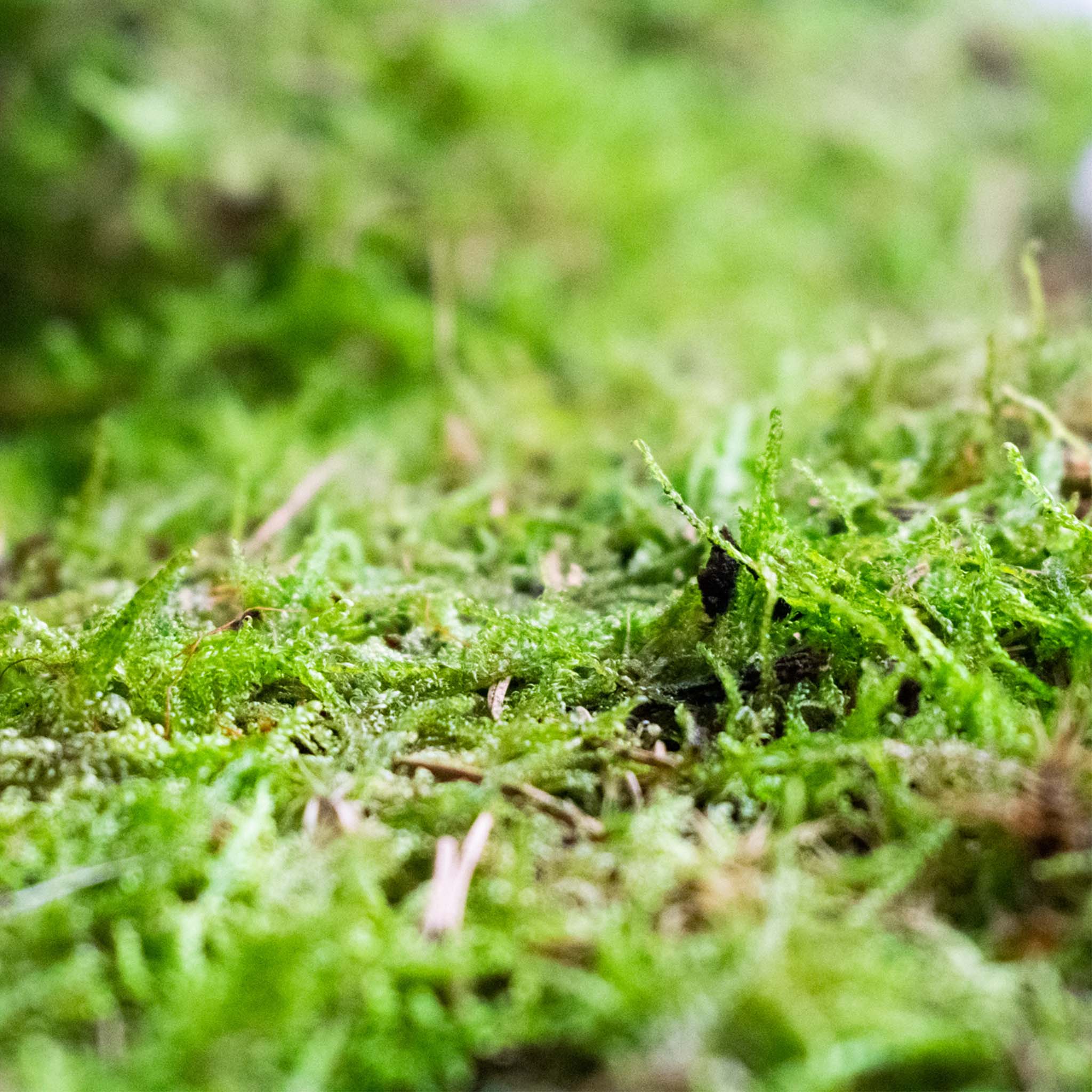 Plant Moss
