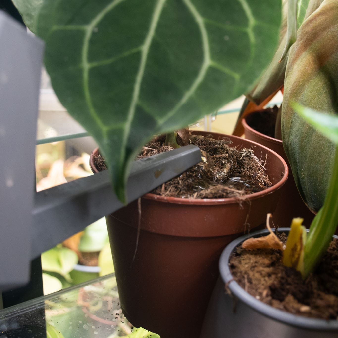 Alimento Líquido BIO para Cactus